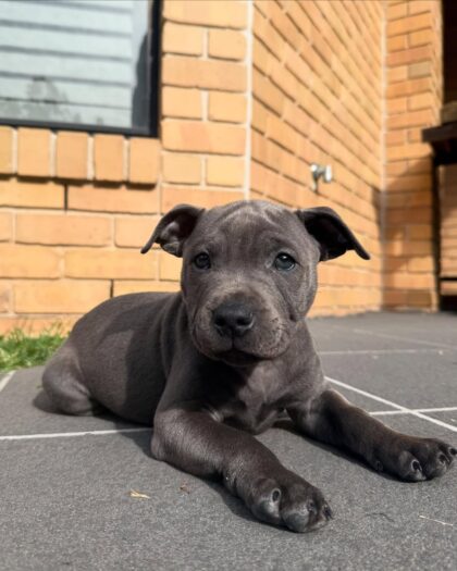 Milo – Blue Staffordshire Bull Terrier