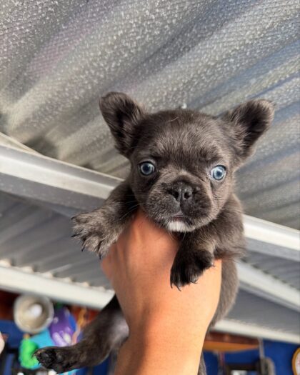 Mackie Burnie Max – French Bulldog